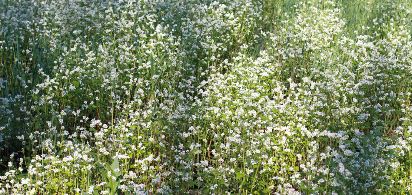 Cover Crops for Gardens – Mother Earth News - Vimarsana News